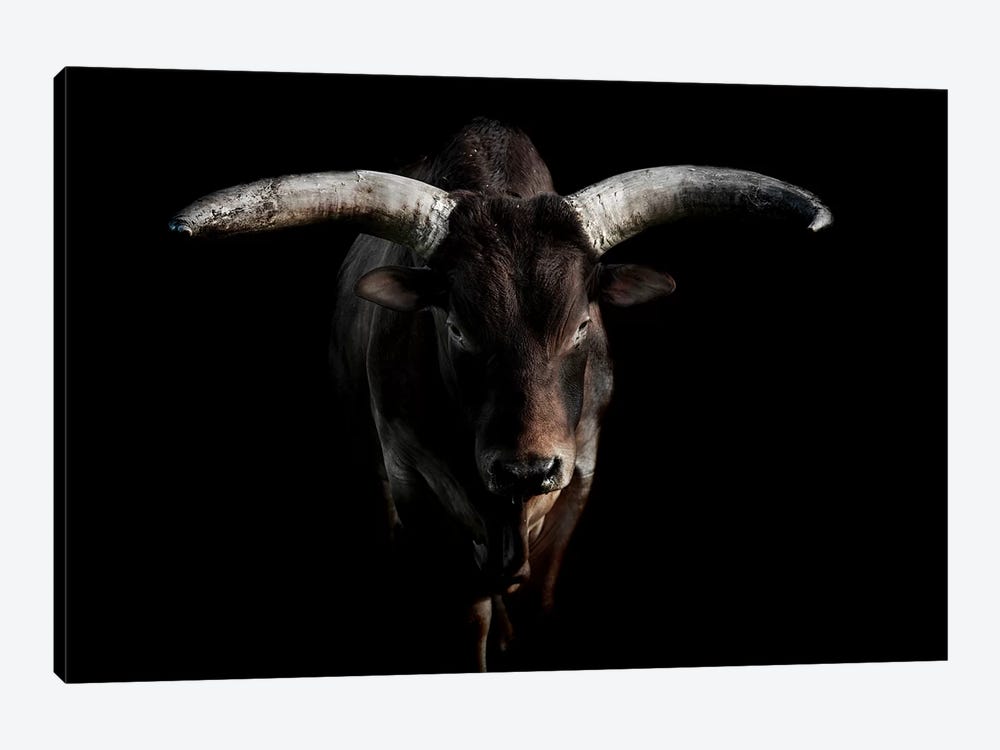 Ankole Cattle by Paul Neville 1-piece Art Print