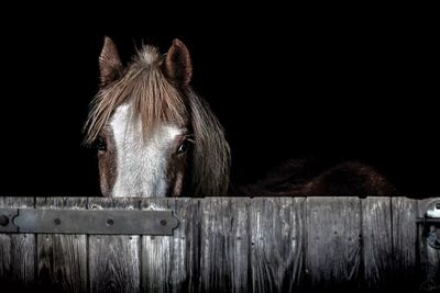 Peek A Boo by Paul Neville framed wall art