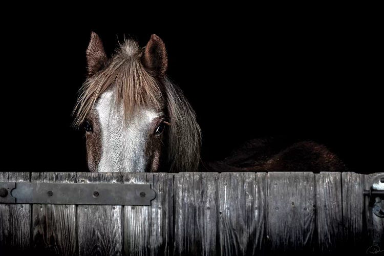 Peek A Boo by Paul Neville wall art