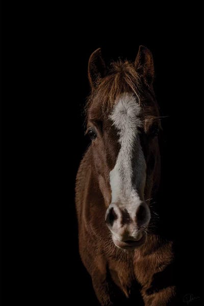 Pony by Paul Neville canvas print