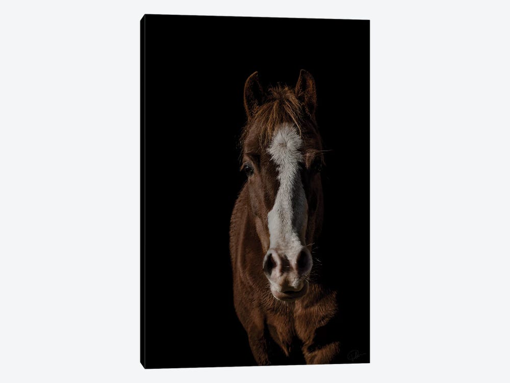 Pony by Paul Neville 1-piece Canvas Print