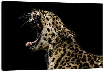 Power Canvas Art Print - Leopard Art