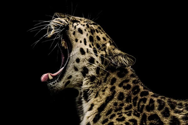 Leopards: Power by Paul Neville