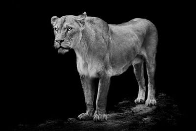 Queen by Paul Neville canvas print