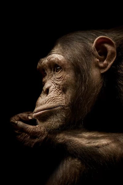 Chimpanzees: Reminisce by Paul Neville