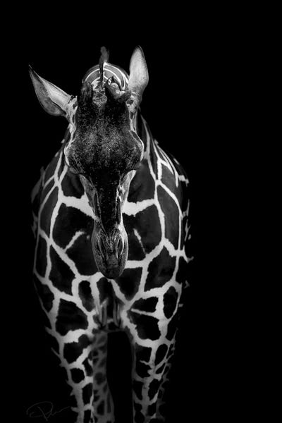 Giraffes: Shame On Me by Paul Neville