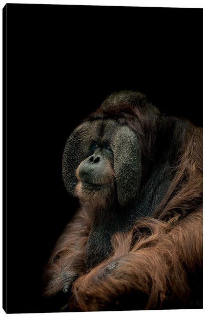 Sombre Canvas Art Print - Orangutan Art
