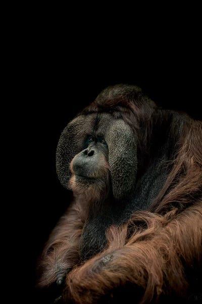 Orangutans: Sombre by Paul Neville
