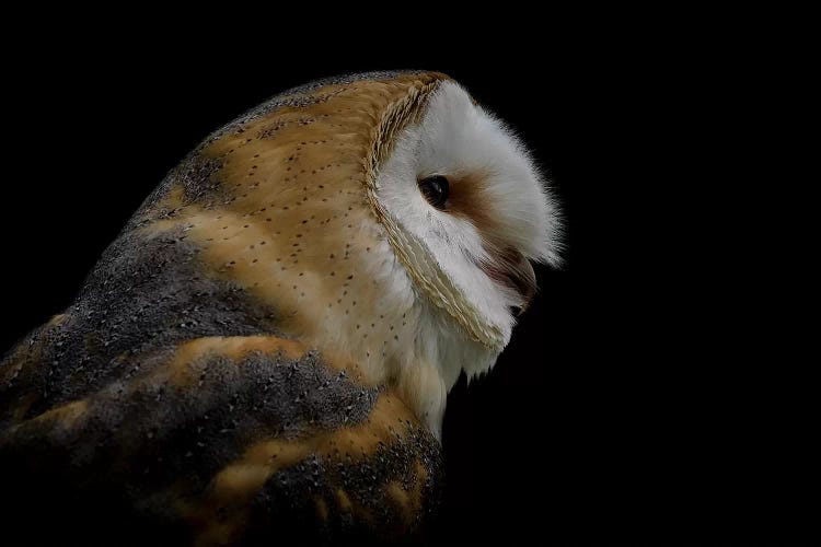 Barn Owl