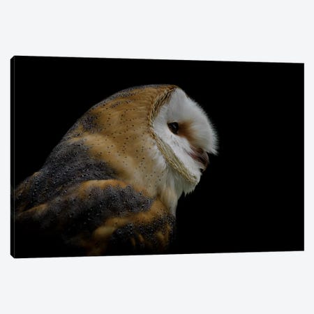 Barn Owl Canvas Print #PNE3} by Paul Neville Canvas Print