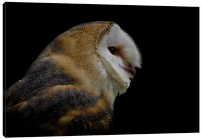 Barn Owl Canvas Art Print - Paul Neville
