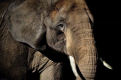 Strength by Paul Neville framed wall art