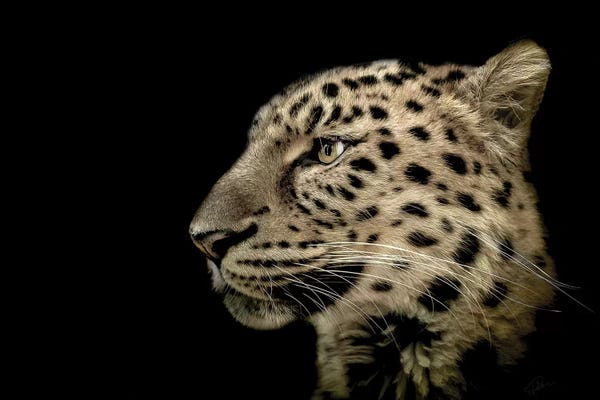 Sepia Photography: The Defendant by Paul Neville