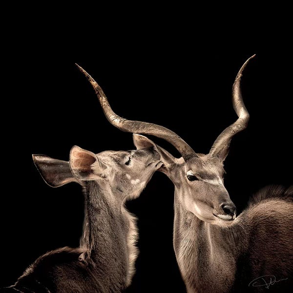Antelopes: The Lovers by Paul Neville