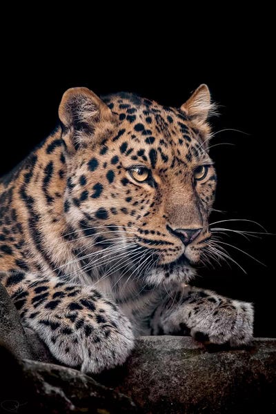 Leopards: The Night Watchman by Paul Neville