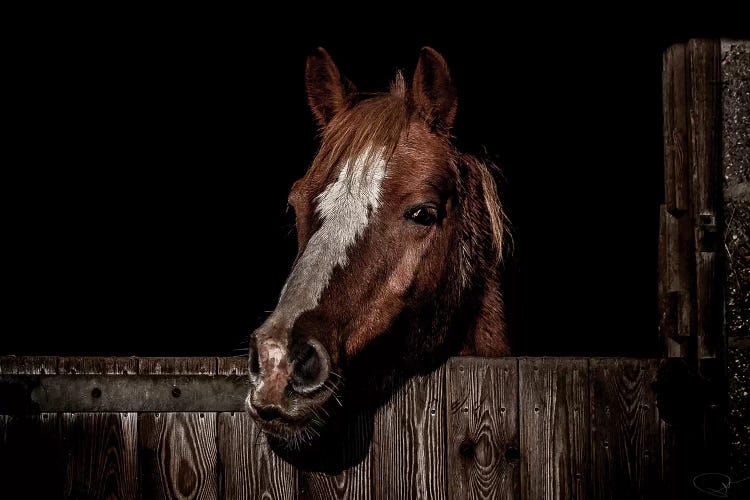 The Poser by Paul Neville wall art