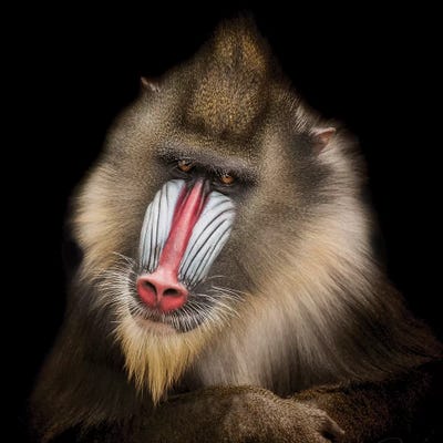 The Shrink by Paul Neville acrylic art print