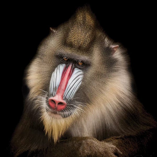 Monkeys: The Shrink by Paul Neville