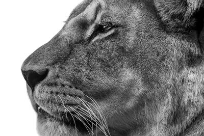 The Surveyor by Paul Neville canvas print