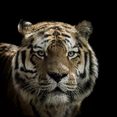 Tiger by Paul Neville canvas print