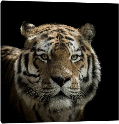 Tiger Canvas Art Print - Paul Neville