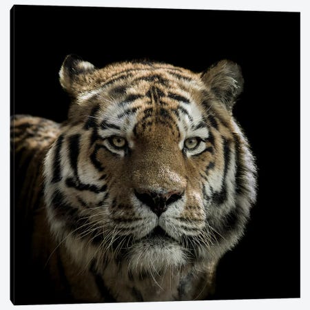 Tiger Canvas Print #PNE59} by Paul Neville Canvas Artwork
