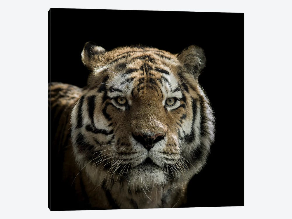 Tiger by Paul Neville 1-piece Canvas Print