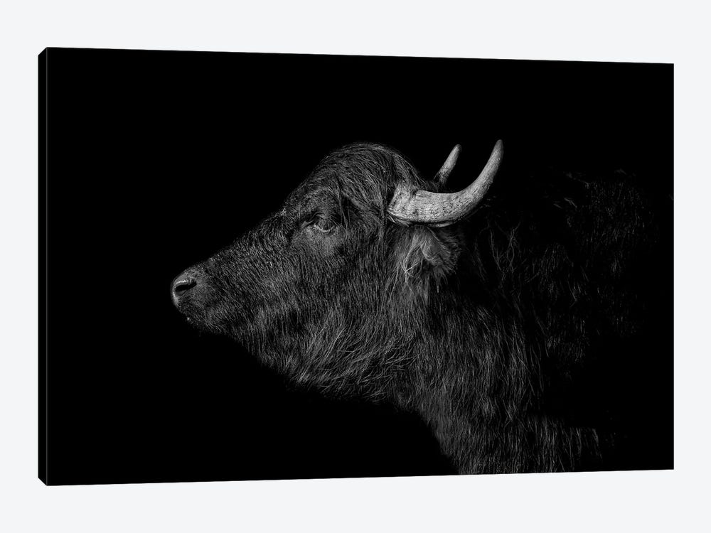 Buffalo by Paul Neville 1-piece Canvas Artwork