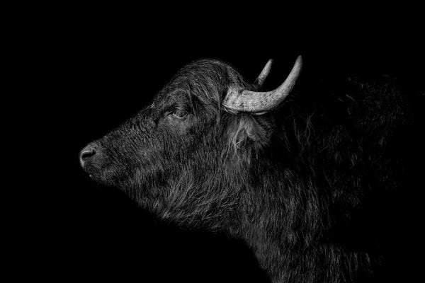 Bison & Buffaloes: Buffalo by Paul Neville