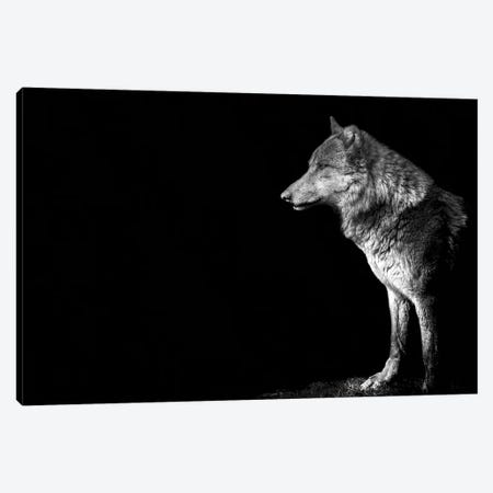Wolf I Canvas Print #PNE61} by Paul Neville Canvas Print