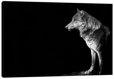 Wolf I Canvas Art Print - Paul Neville