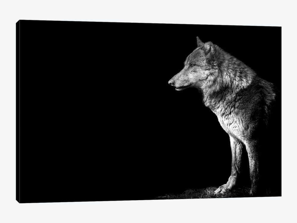 Wolf I by Paul Neville 1-piece Canvas Wall Art