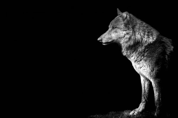 Wolves: Wolf I by Paul Neville