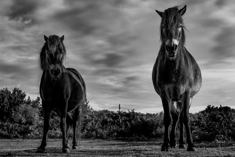 Dartmoor Ponies I