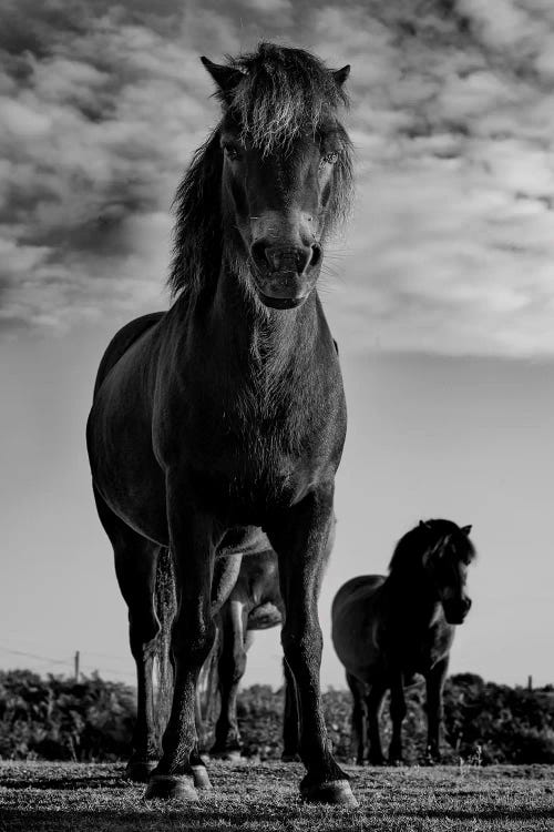 Dartmoor Ponies II