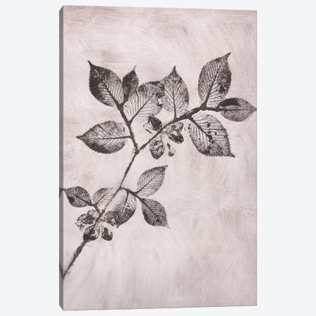 Elm I Brown Canvas Print #PNF11} by Pernille Folcarelli Canvas Print
