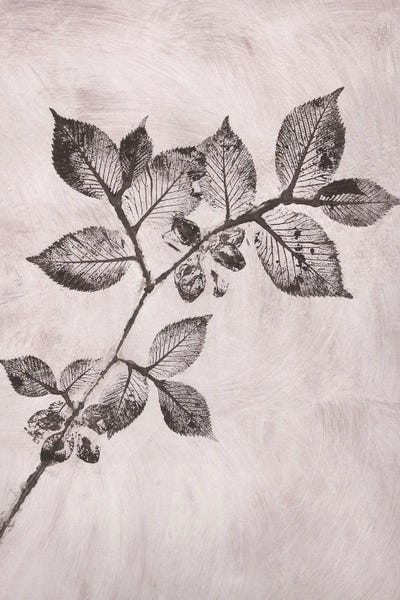 Pernille Folcarelli: Elm I Brown by Pernille Folcarelli