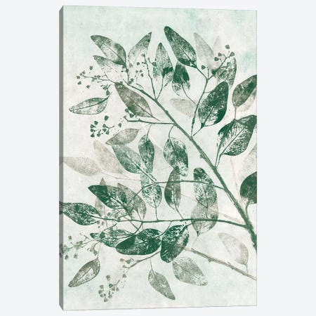 Eucalyptus I Green Canvas Print #PNF12} by Pernille Folcarelli Canvas Art Print