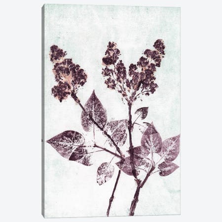 Lilac I Aqua Plum Canvas Print #PNF16} by Pernille Folcarelli Canvas Art