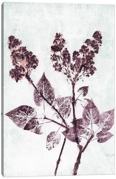 Lilac I Aqua Plum Canvas Art Print