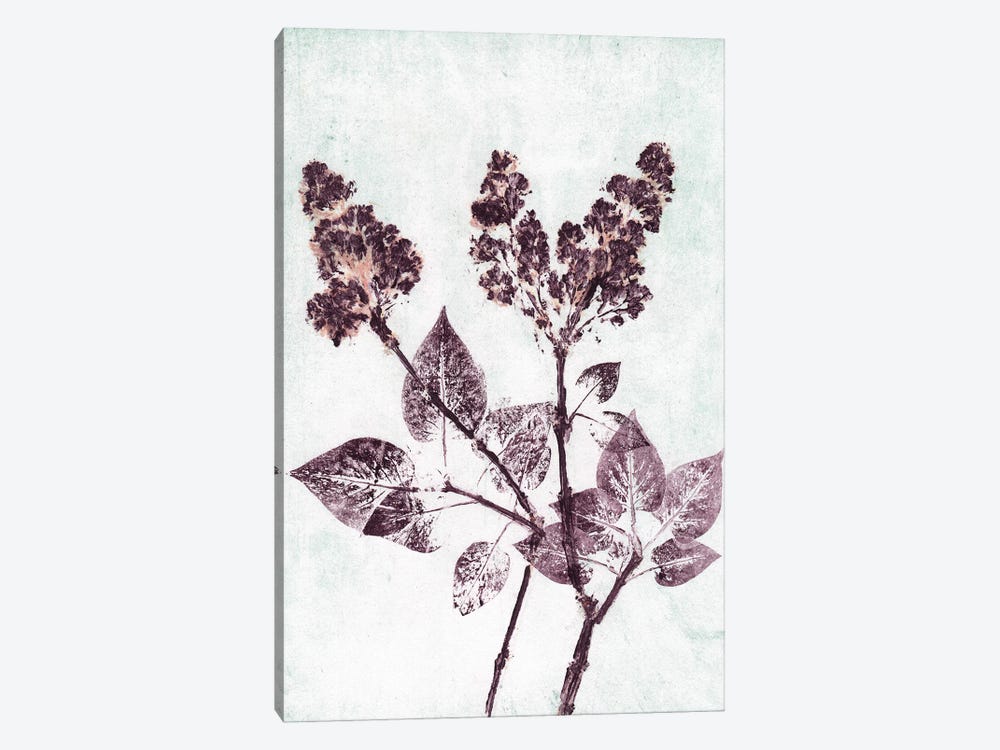 Lilac I Aqua Plum by Pernille Folcarelli 1-piece Canvas Art