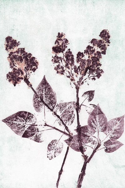 Pernille Folcarelli: Lilac I Aqua Plum by Pernille Folcarelli