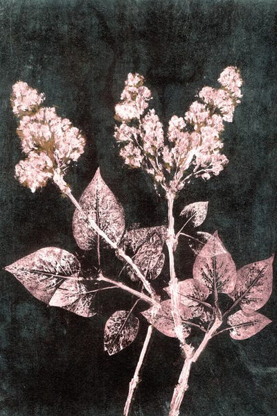 Lilac I Blush Dark Green by Pernille Folcarelli art print