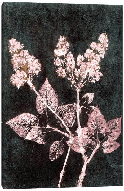 Lilac I Blush Dark Green Canvas Art Print