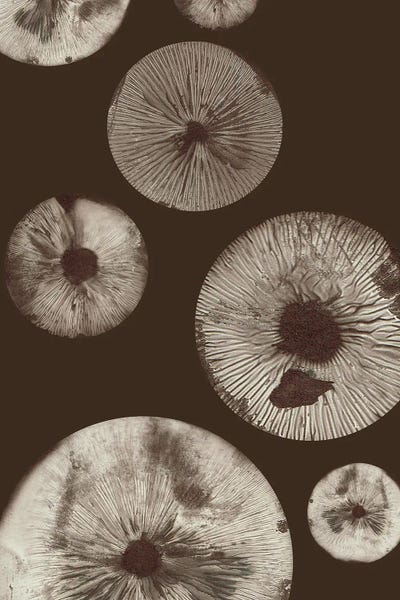 Mushroom V Dark Brown by Pernille Folcarelli art print