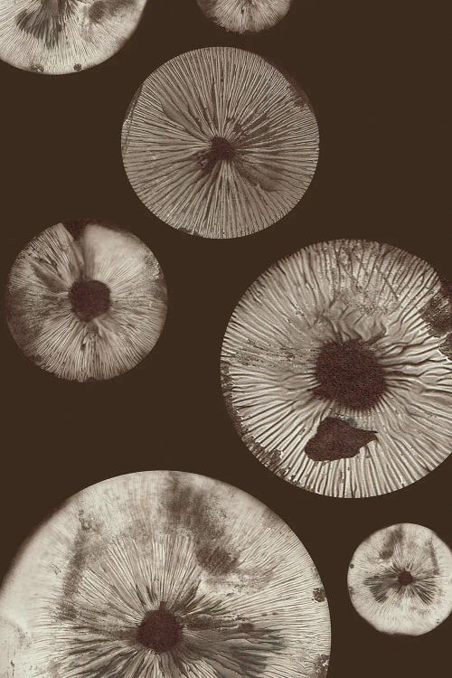 Mushroom V Dark Brown by Pernille Folcarelli wall art
