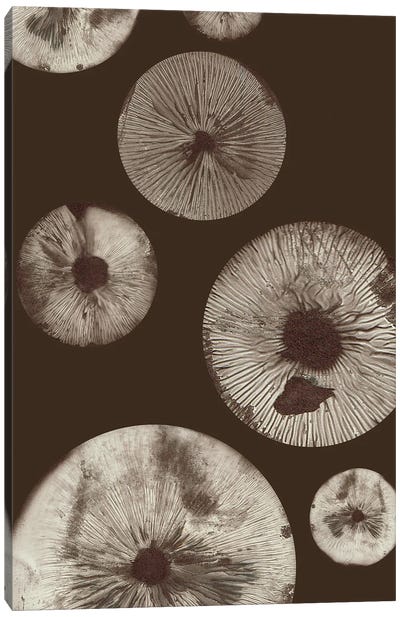 Mushroom V Dark Brown Canvas Art Print