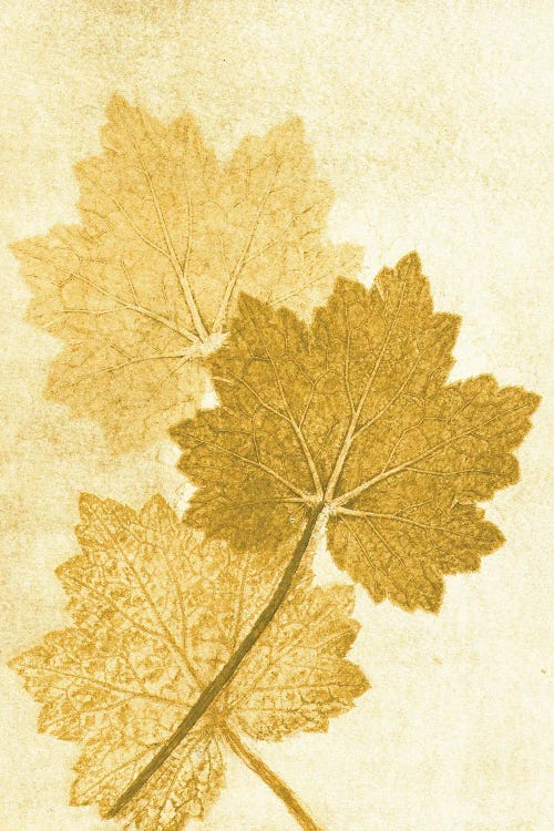 Alumroo Amber by Pernille Folcarelli wall art