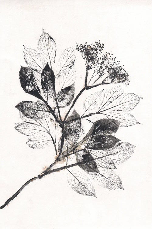 Elder BW by Pernille Folcarelli wall art