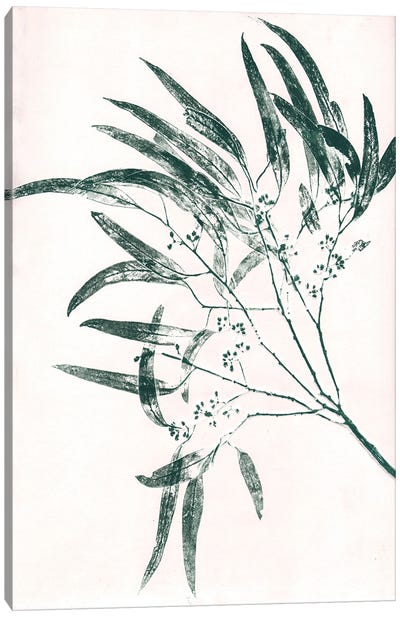 Eucalyptus II Green Canvas Art Print